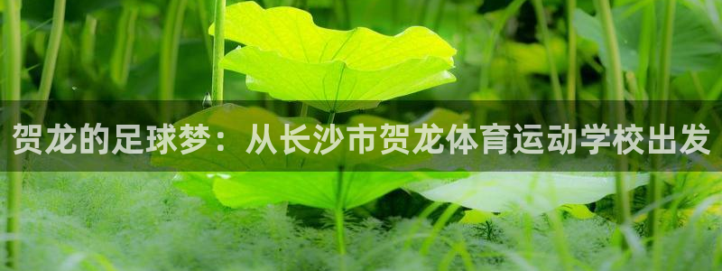 哈哈体育十年