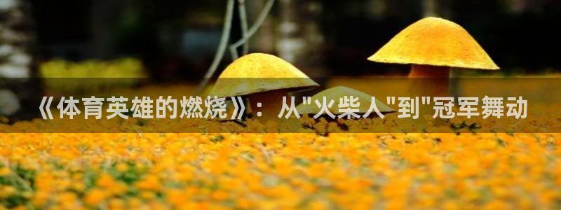 哈哈体育